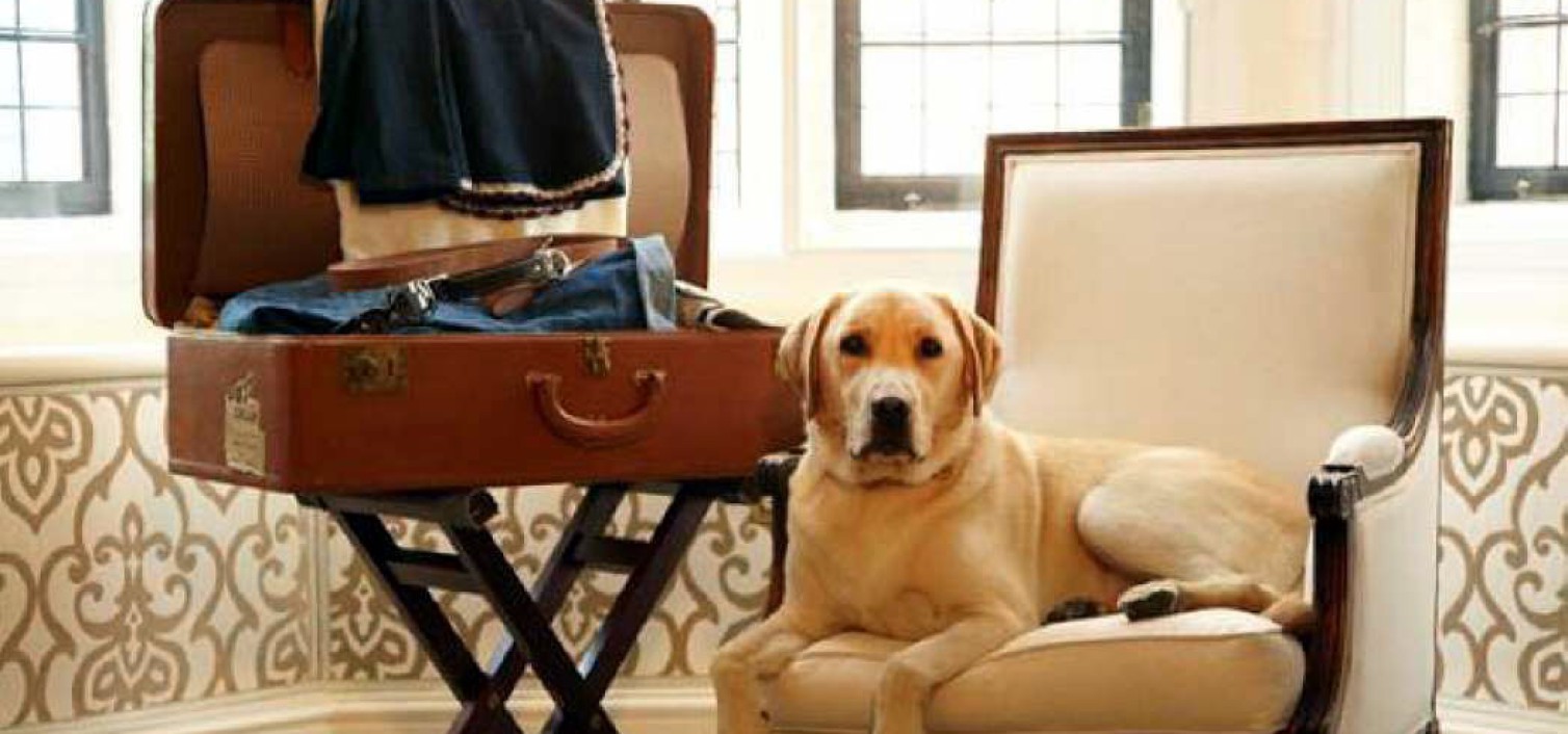 Muy top: hoteles pet friendly